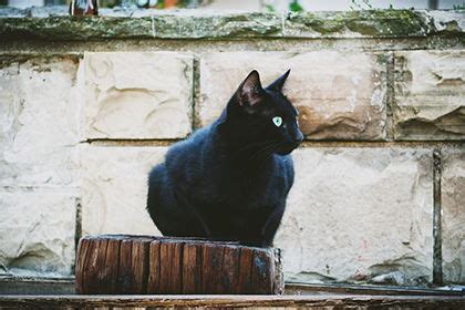 野猫进家什么意思|来猫是什么兆头,猫来家里好不好